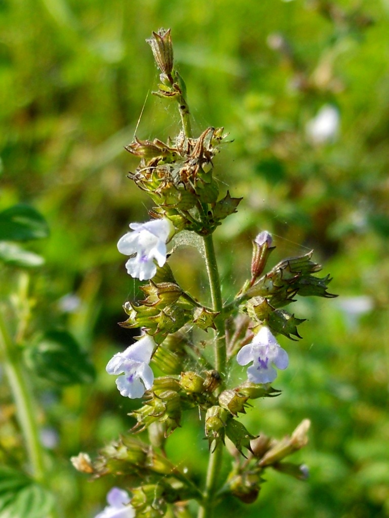 Clinopodium nepeta